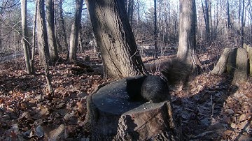 Video Catnip: Videos for Cats Episode 1:  Squirrels in Autumn