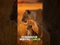 Cuál es el ANIMAL BEBÉ más TIERNO del MUNDO? El último derretirá tu CORAZÓN #pets #cats #animales