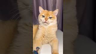 Cute Funny Cat