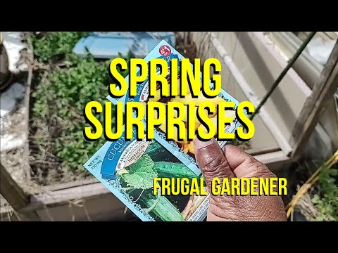 The Frugal Garden: Spring Surprises (2023) | #backyardgarden # ...