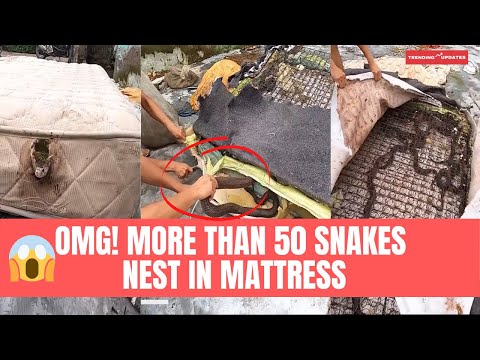 OMG! more than 50 snakes in old mattress