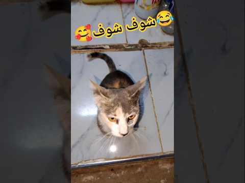 شوف شوف زين داير حالة