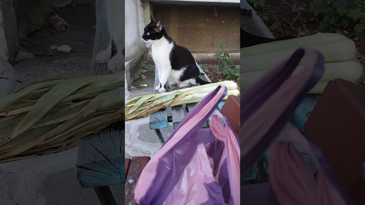 Tuxedo Cat Time Buhalinda Buhi On A Bench