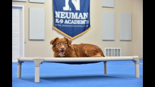 Sydney (Duck Tolling Retriever) Boot Camp Dog Training Video Demonstration