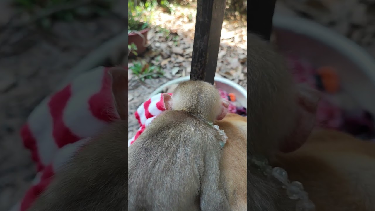 baby-monkey and dog  mara-monkey 