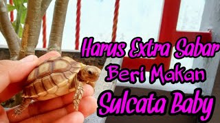 Begini Nih, Cara Memberi Makan Kura Kura Sulcata Baby Dengan Benar || Tak Semudah Kelihatannya Cuy
