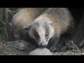 ニホンアナグマの赤ちゃんたちがめっちゃ可愛い!!