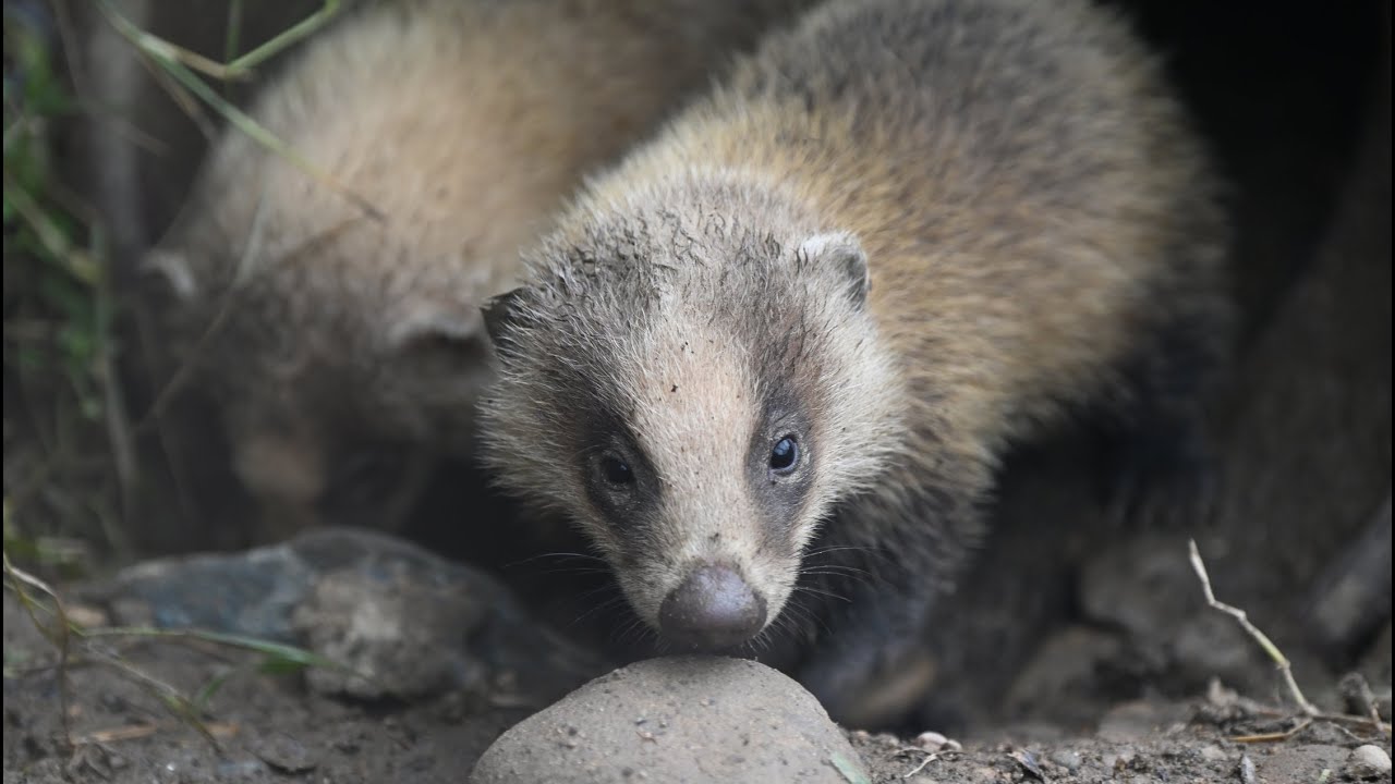 ニホンアナグマの赤ちゃんたちがめっちゃ可愛い Youtube