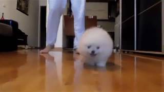 Funny Cute Teacup Pomeranian Puppy Boo playing - Ultimate Tag Game Puppy VS Feet screenshot 4