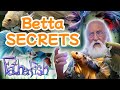 Master aquarist reveals his betta secrets