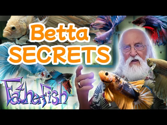 Master Aquarist Reveals His Betta Secrets. class=