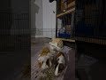 New pet's any advice 🙂