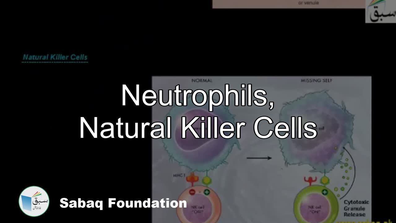Neutrophils, Natural Killer Cells, Biology Lecture Sabaq.pk YouTube