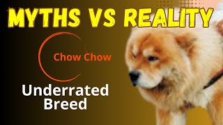 Misunderstood furry friend #debunking #unfair #myth #behavior #underrated #underdog #behavior #breed by BreedSpot - Spotting the best dog breeds 98 views 6 months ago 2 minutes, 13 seconds