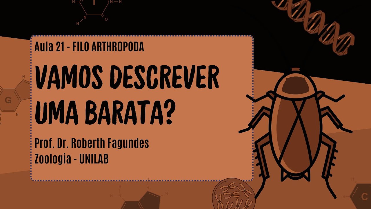 VAMOS DESCREVER UMA BARATA? ANATOMIA DOS HEXAPODES INSETOS (FILO ARTHROPODA - AULA 21)