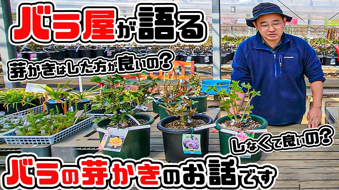 A rose expert speaks! We'll explain in detail about [rose bud