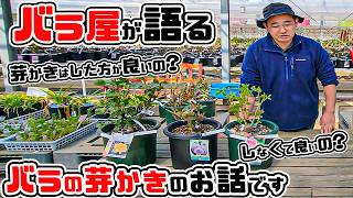 A rose expert speaks! We'll explain in detail about [rose bud