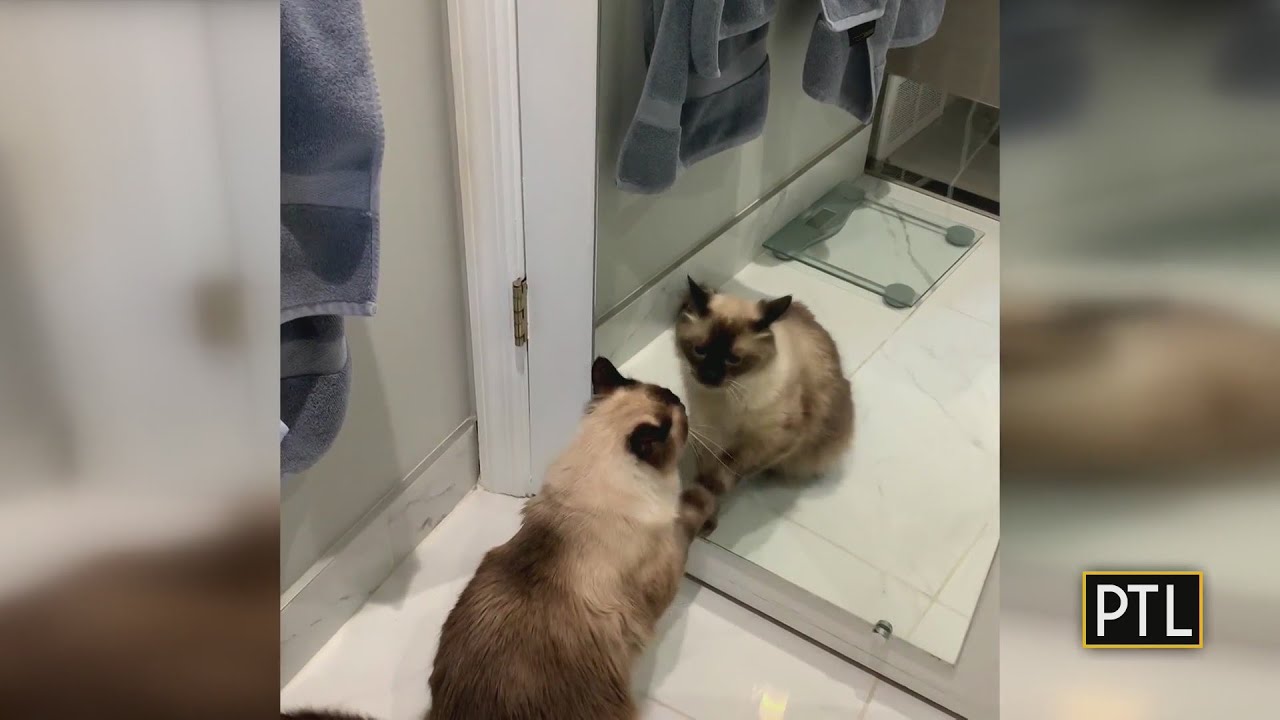 The Marvin Minute: Marvin in the mirror