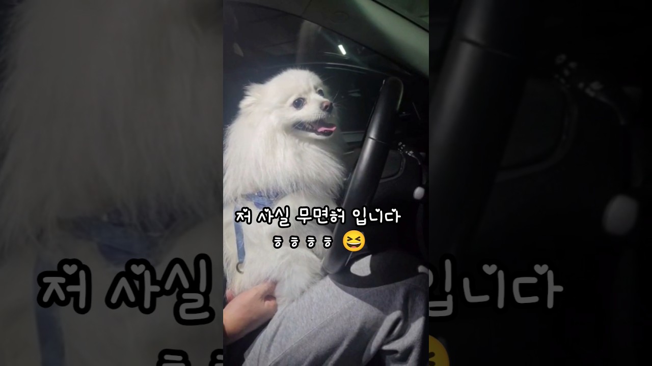 감추고 싶은 비밀 #강아지 #dog #funny #pets #김기사