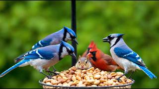 Quiet Backyard Birds & Squirrels 🐦🐿️🌿 Robins, Starlings & Natural Sounds • Relax • Calm Nature screenshot 5