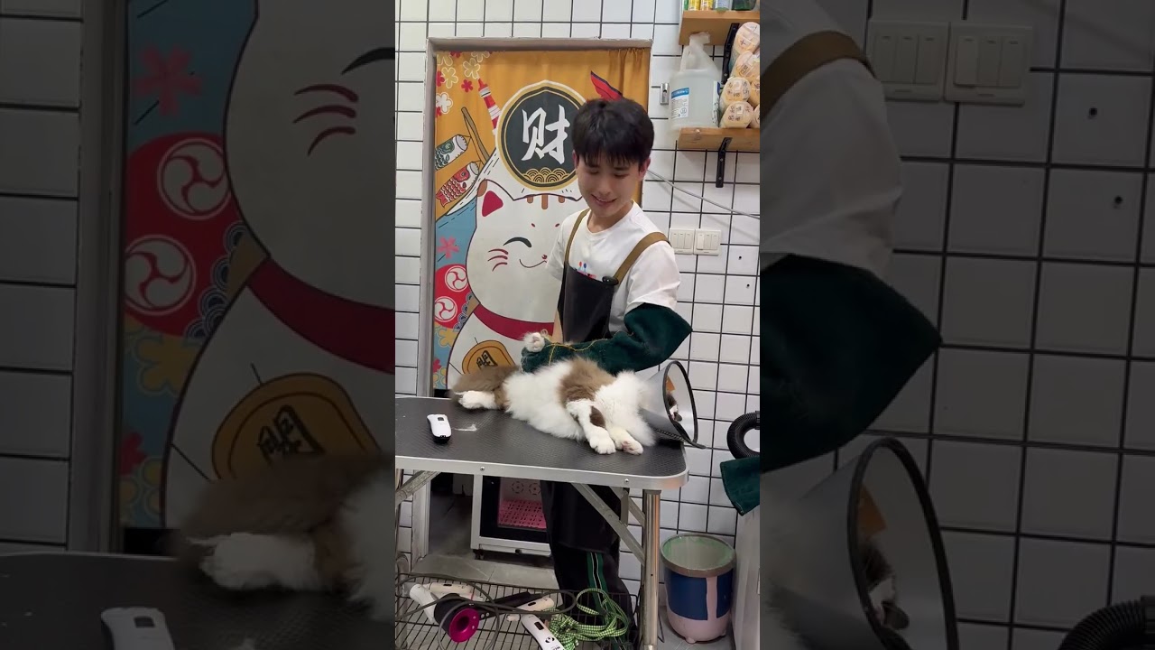 猫咪日常洗护 喵小弟d再再再战暴躁布偶猫，洗完它我也精神了