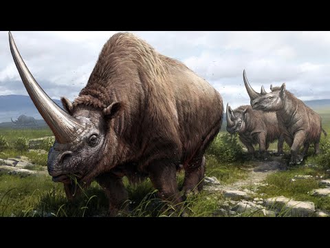 Video: The Most Famous Rhinoceros Of The 18th Century