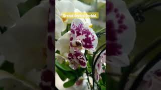 Flowers of Netherlands. Orchid flowers. Indoor flowers. video viral share shorts flowers