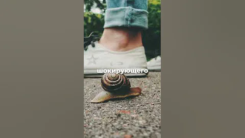 Улитка может спать до 3-х лет?🐌