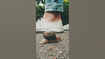 Улитка может спать до 3-х лет?🐌