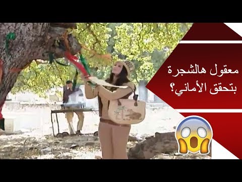 فيديو: مرايا وأشجار