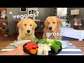 Dog Reviews Food With Girlfriend | Tucker Taste Test 12