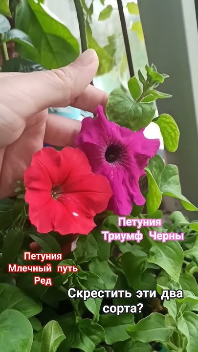 Петуния Млечный Путь Ред + Петуния Триумф Черны = Что из этого выйдет ...