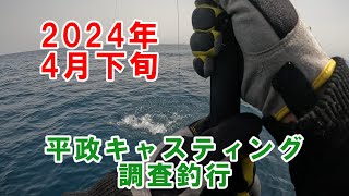 平政（ヒラマサ）キャスティング2024年4月下旬|新潟県村上市寝屋港釣り船昭和丸|粟島近海