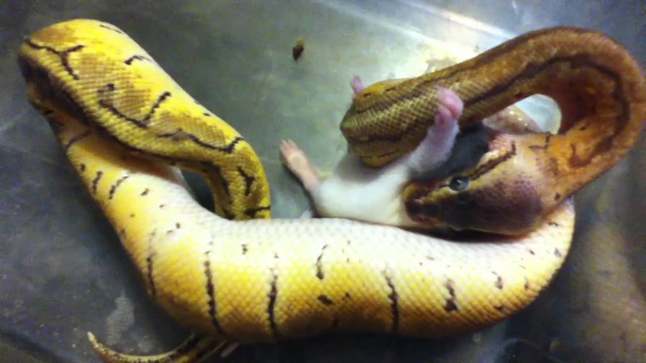 Lemon Blast ball python eating a baby rat - YouTube