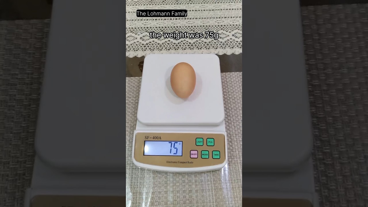 The Biggest Lohmann Brown Egg!