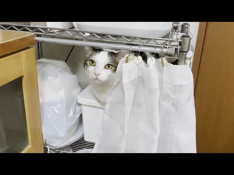 米びつの上で寛ごうとしてお母さんに怒られる猫