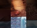 Gathering eggs