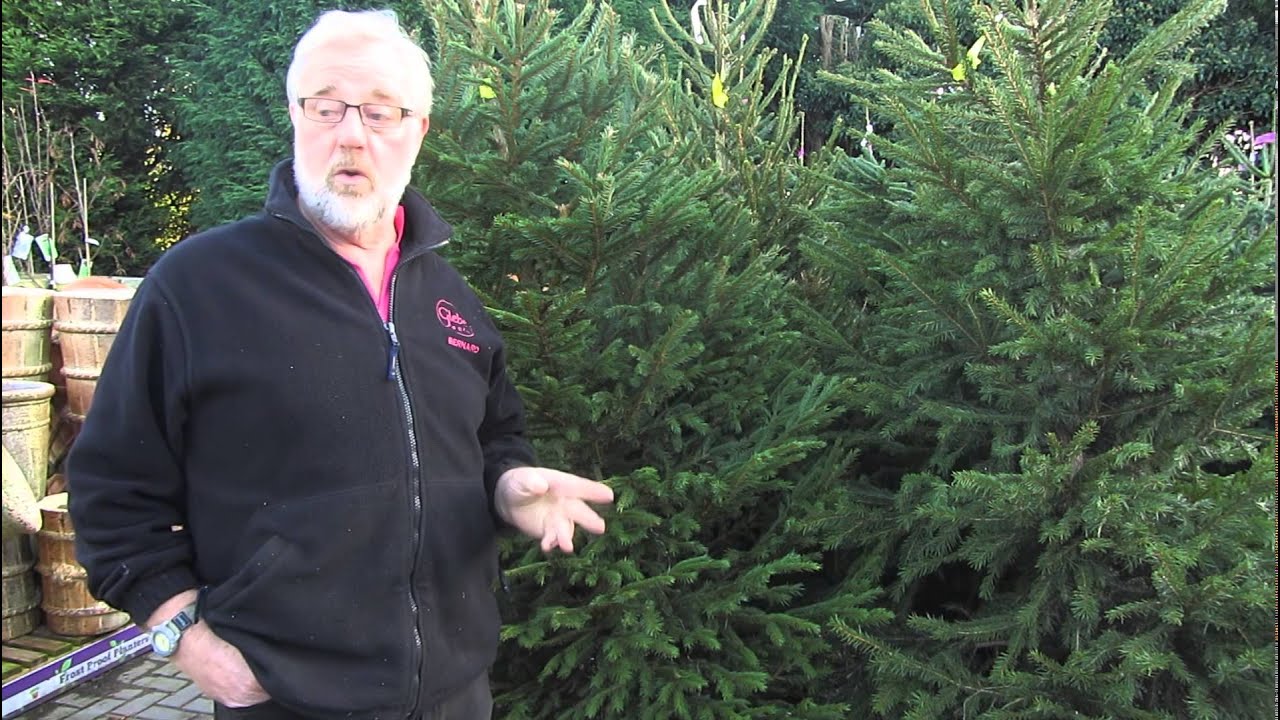 Christmas Trees 2014 Glebe Garden Centre Leicester YouTube