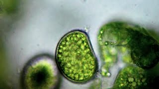 How DNA Could One Day Rebuild Cell Phones How DNA Could One Day Rebuild Cell Phones