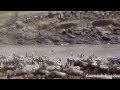 Wildebeest Maasai Mara Migration Crossing - Kenya