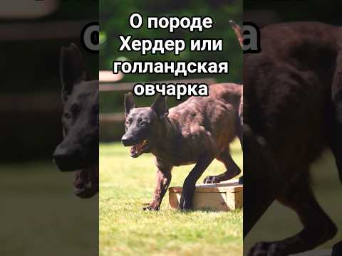 о породе Хердер или голландская овчарка
