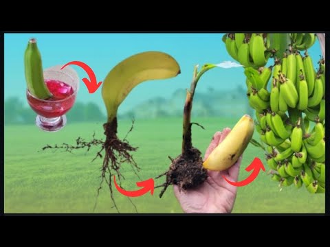 Vídeo: Dividindo uma bananeira - separando bananeiras para propagação