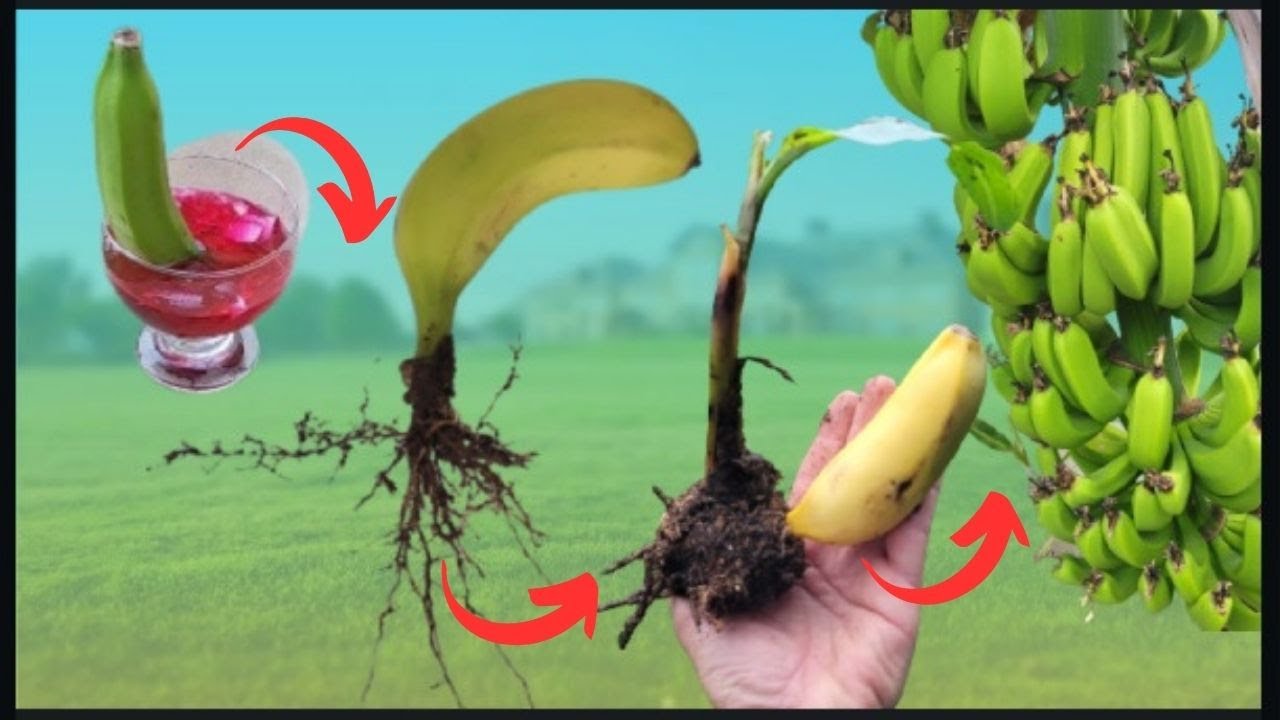Segredo Revelado, Com a Própria BANANA, Faça Mudas de Bananeira?