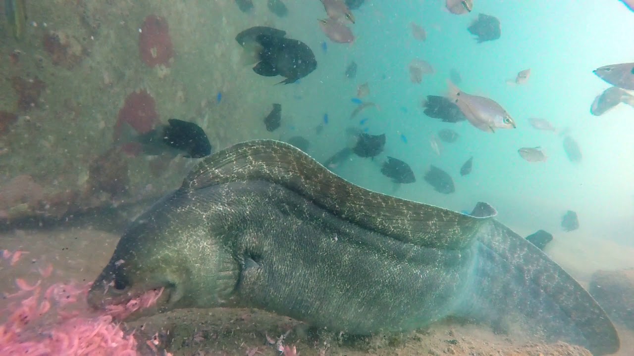 ウツボってアミエビも好物だったの 鹿児島 釣りの水中動画ギャラリー ウツボってアミエビも好物だったの 鹿児島 釣りの水中動画ギャラリー