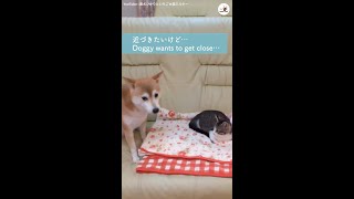子ネコに近づきたいワンコが飼い主さんに祈願！？ →試行錯誤する姿につい応援したくなる♡