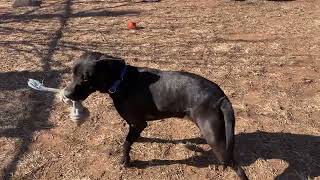 Lainey Feeling Frisky