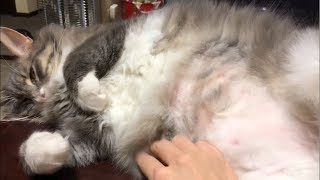 触りごこちが良くなった猫 ノルウェージャンフォレストキャット A cat whose touch has improved better