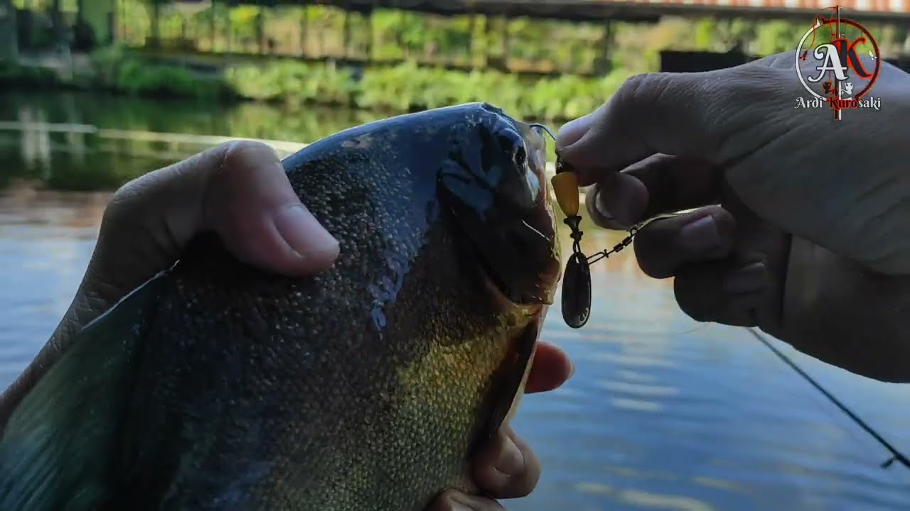 Casting ikan bawal di kolam pemancingan