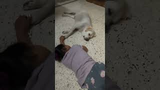 snoring together, when humans and dogs sleep together #ytshorts #labrador