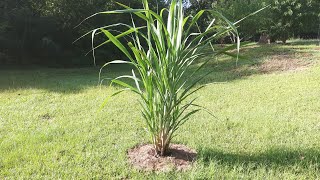 Growing Purple Sugarcane 7/25/26